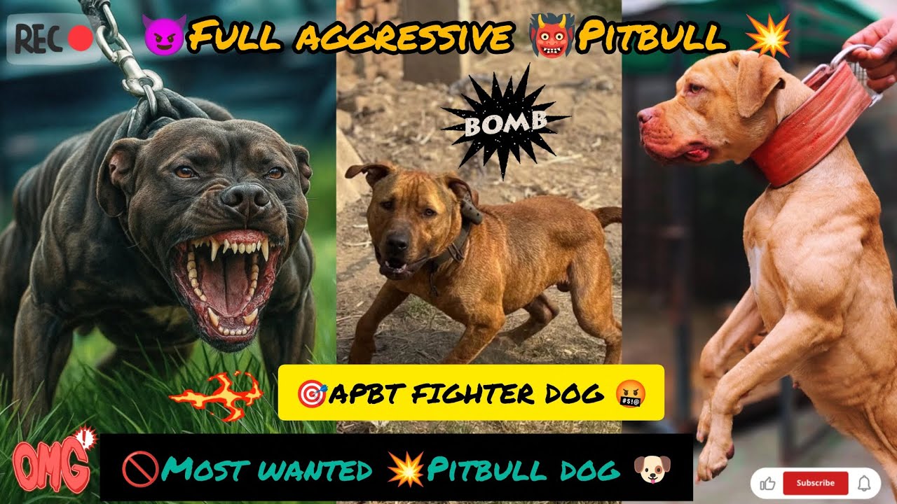 🐕MOST WANTED 🤬 PITBULL DOG 🐕 PITBULL 🆚 APBT FIGHTER DOG 🐕