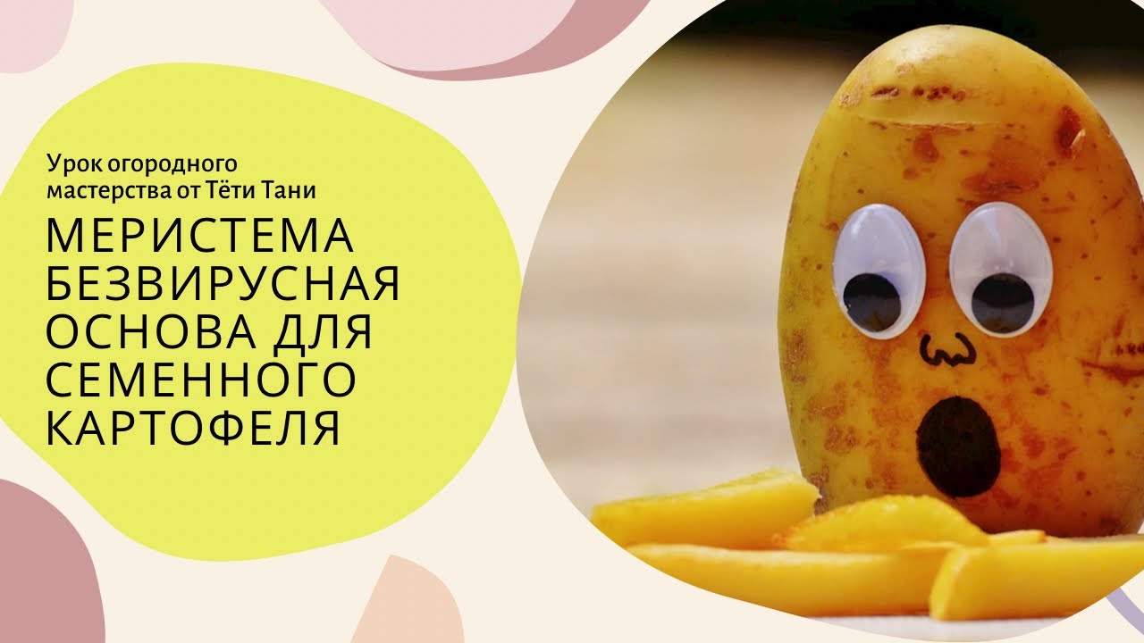 774. Меристема. Безвирусная основа для семенного картофеля.