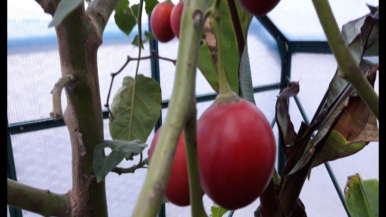 Tamarillo uprawa w PL