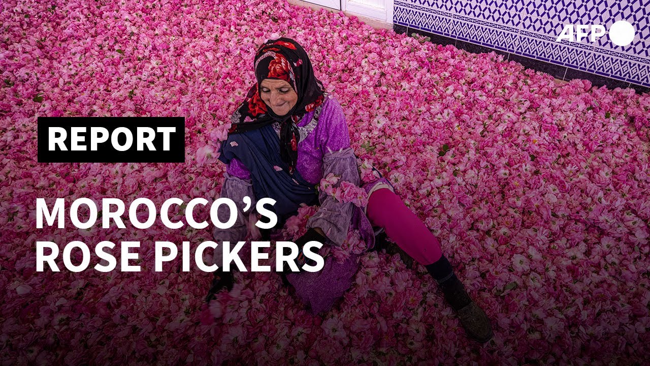 No rose without thorns for Morocco’s hardworking flower pickers | AFP