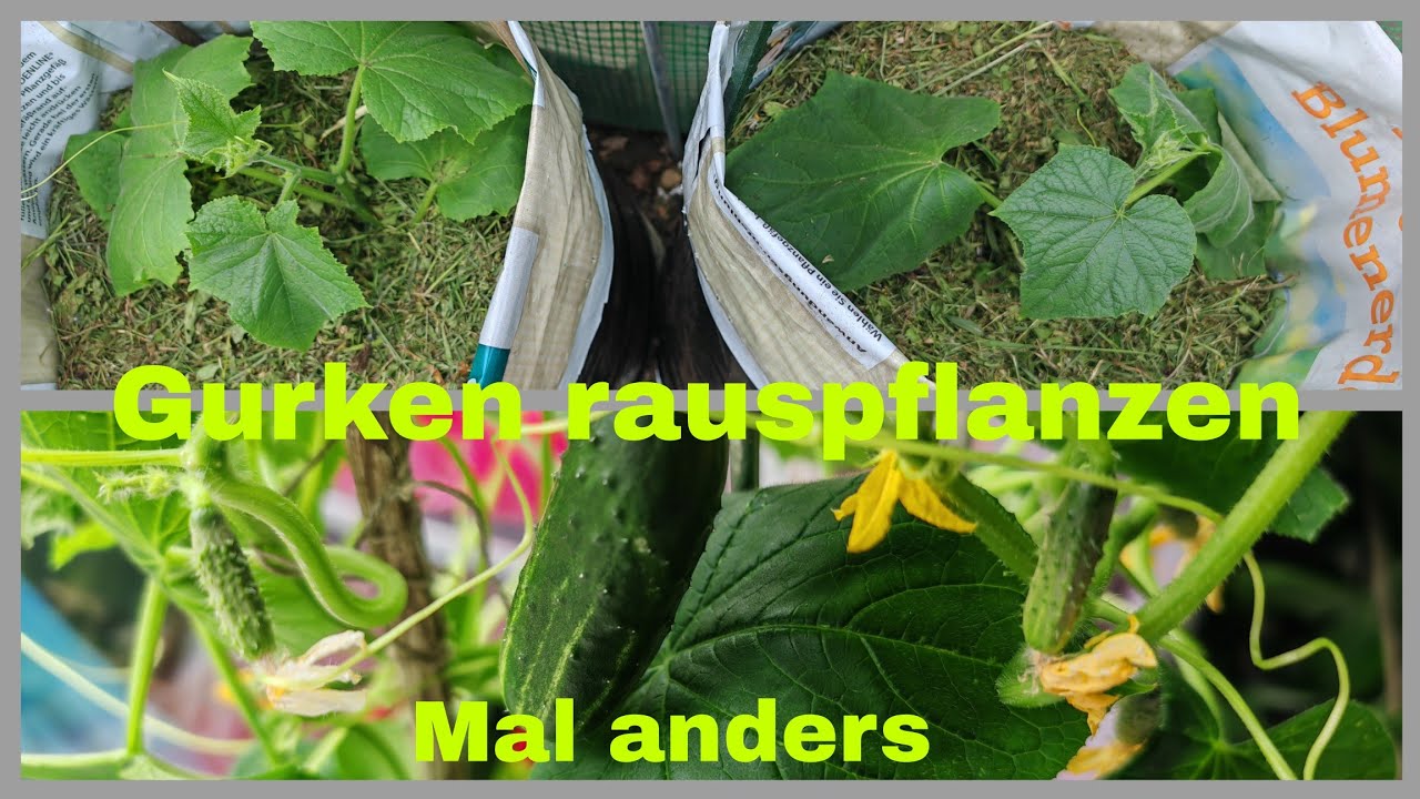 🥒Gurken draußen pflanzen🥒Gurken anbauen in Säcken, Hochbeet mal anders.
