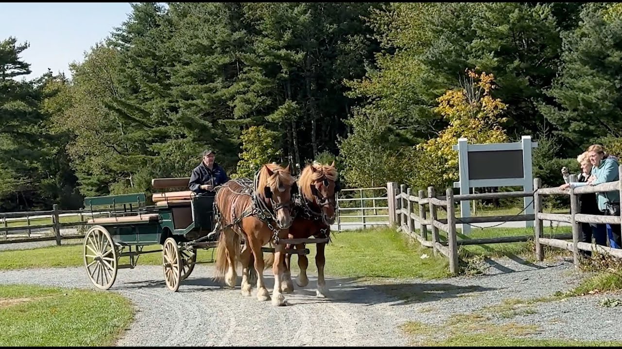 Carriages of Acadia Part 1-The Horses