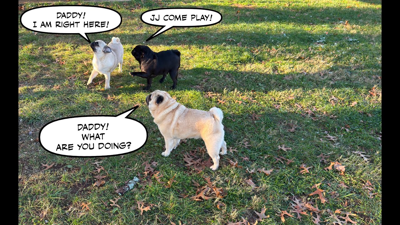 Will the PUGS share their yard with birds?