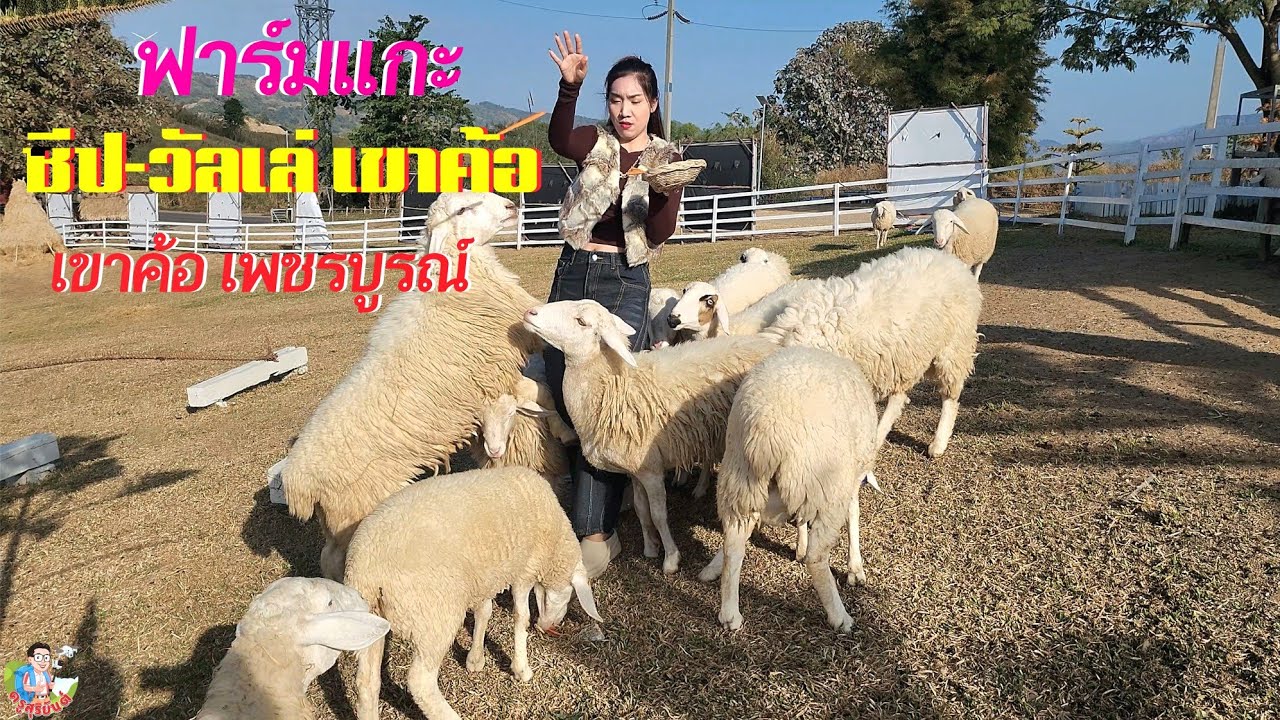 ชีป&วัลเล่เขาค้อ Sheep Valley Khaokho ฟาร์มแกะและคาเฟ่ #เขาค้อ ##เที่ยวเพชรบูรณ์