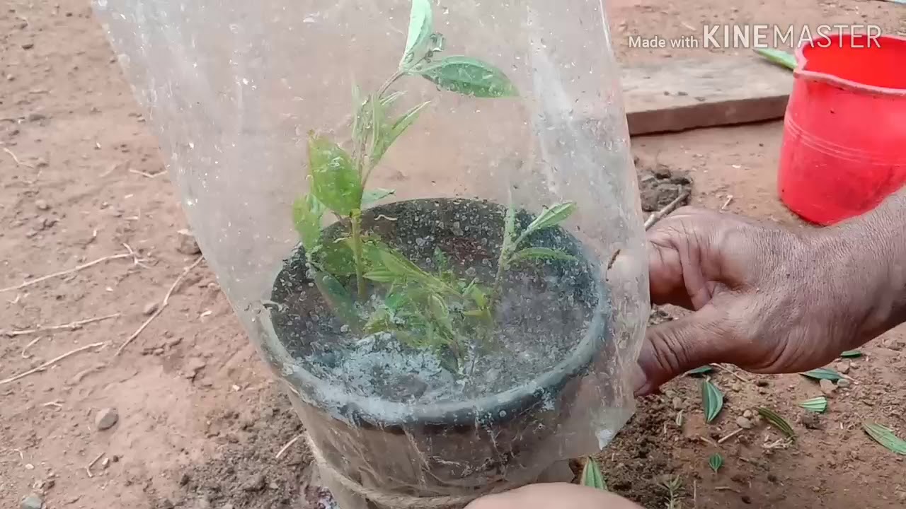 How to plant melastoma plants in our home