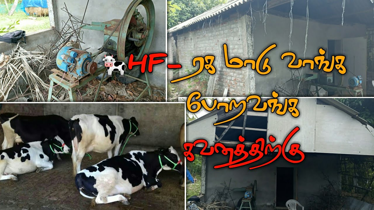 🐄ஏன் மாட்டு பண்ணை நஷ்டம் அடைகிறது | HF Diary farming | HF மாடு வளர்ப்பு |