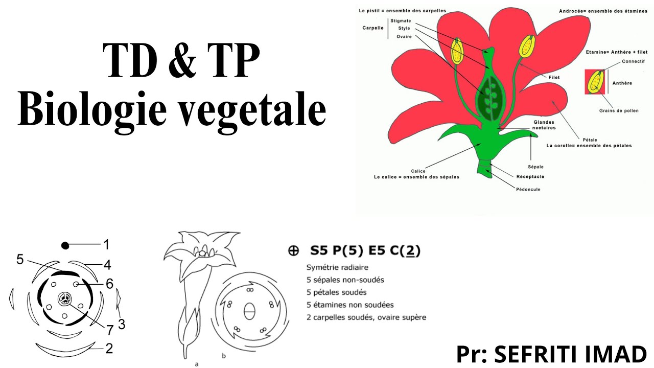 Morphologie Florale - TP & TD 2 | Biologie Végétale | BCG S2 | FSSM