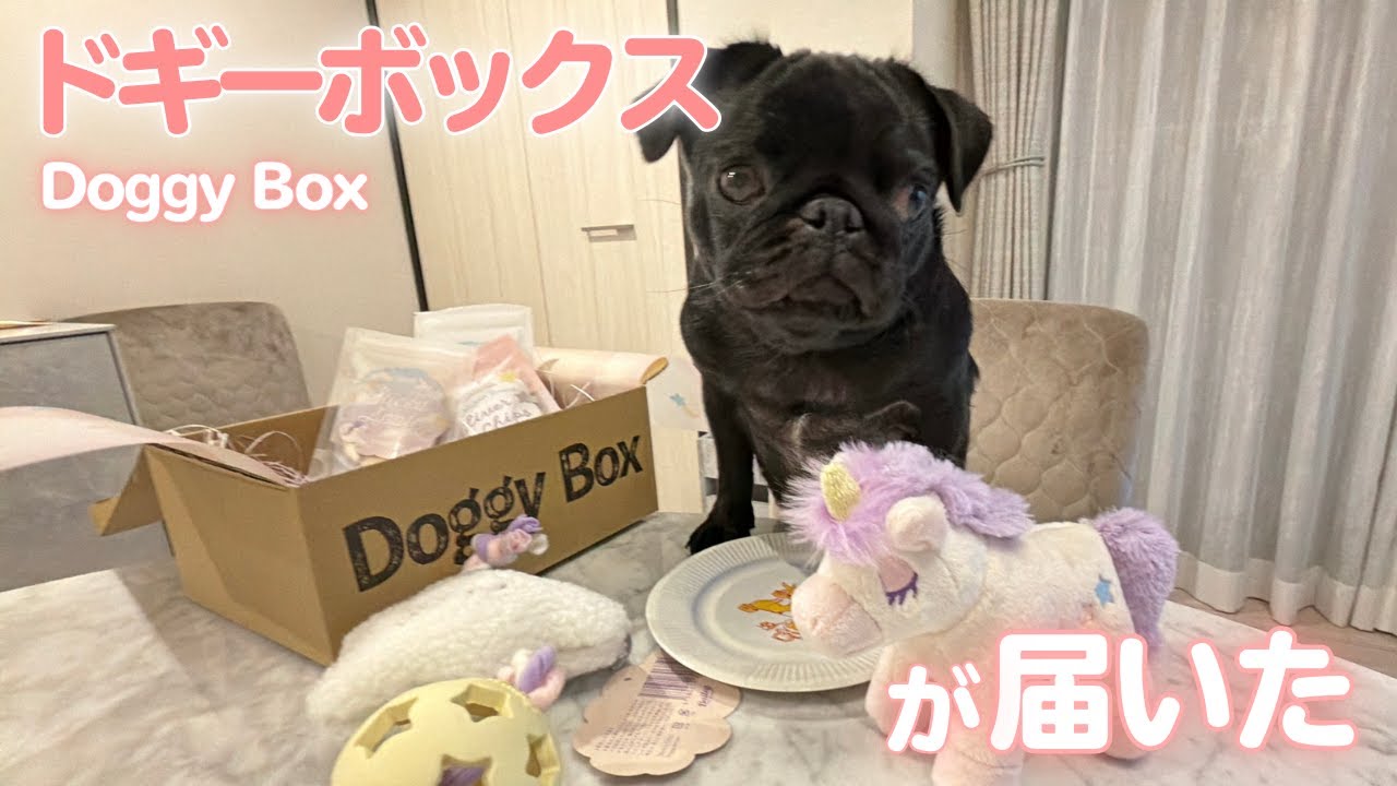 【ドギーボックス】開封した途端スイッチ入る黒パグがかわいすぎる🐶