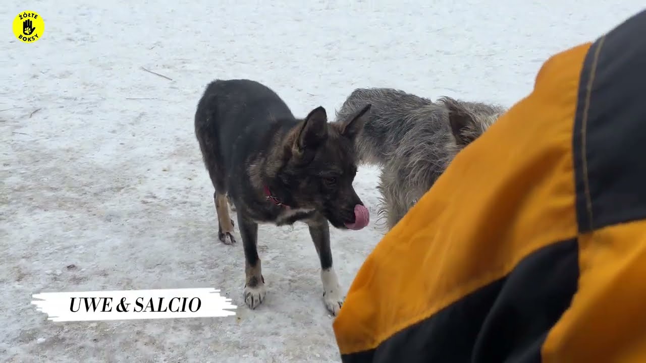 Z cyklu: na smyczy - kwalifikacja wstępna