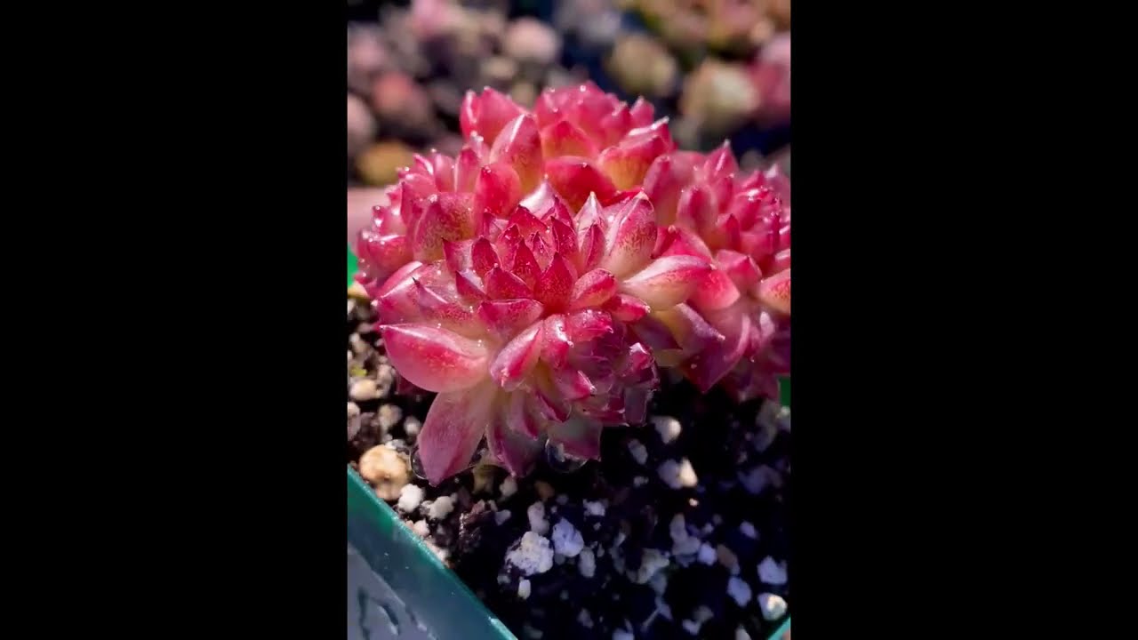 Daily Pick from SucculentFairyGarden - Beautiful Rare Succulents