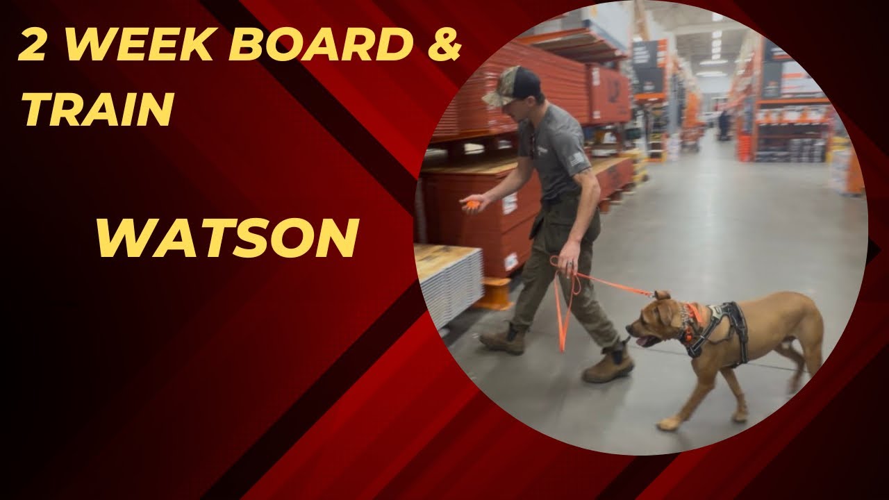 Watson | Boxer/Pit mix 2 Week Board & Train | Greenville SC