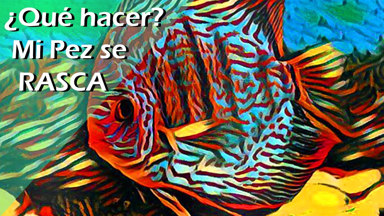 138✅❕.- PECES DISCO se RASCAN con Plantas o Decoración  ¡La SOLUCIÓN MÁS EFECTIVA!