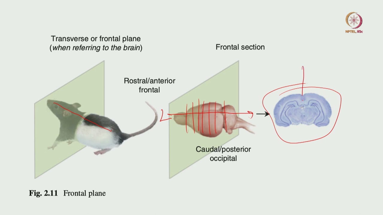 Lec 09 - Principles of Stereotactic Rodent MicroNeurosurgery
