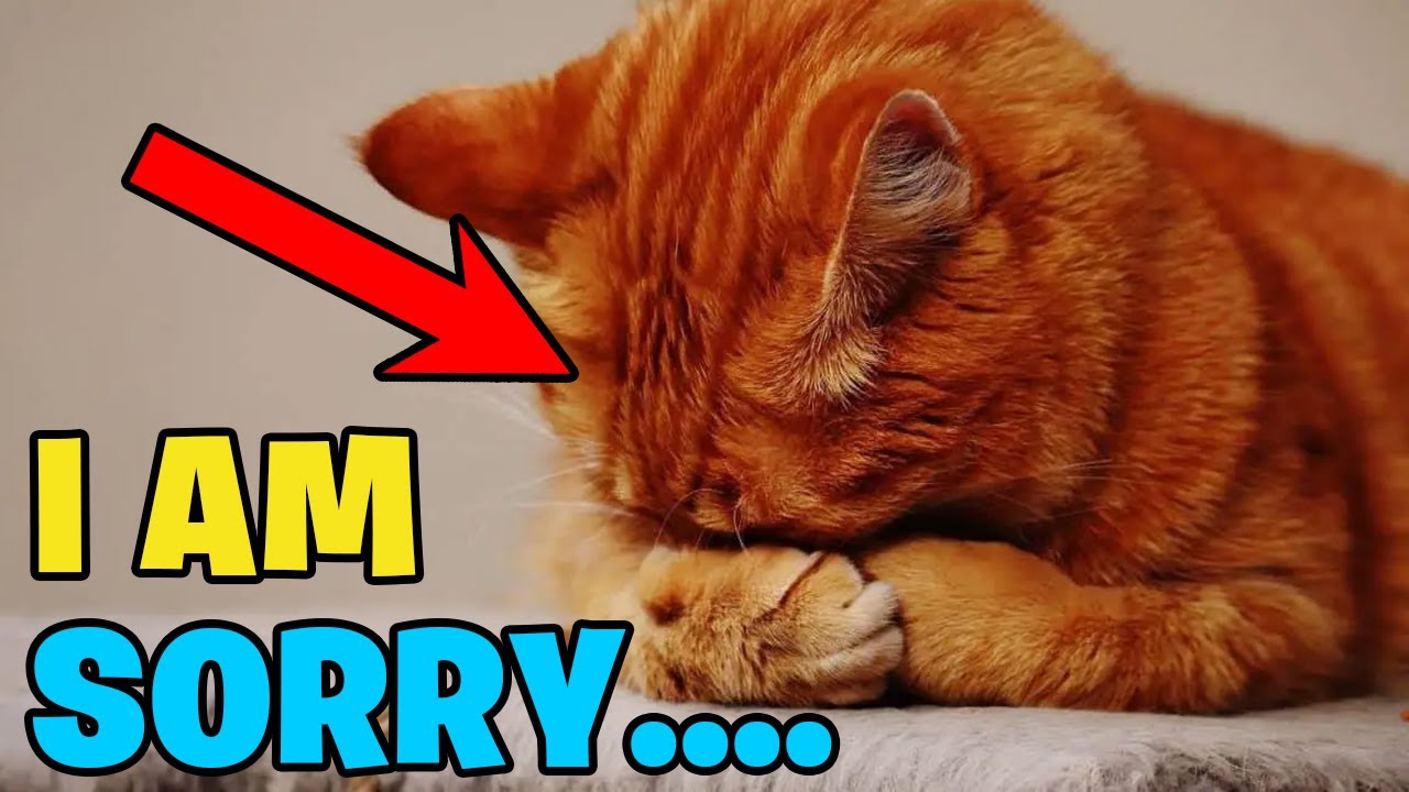 Cat Communication: How Cats Apologize to Humans