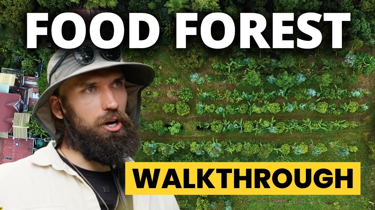 4 year old Food Forest Tour (NZ / Syntropic Agroforestry)