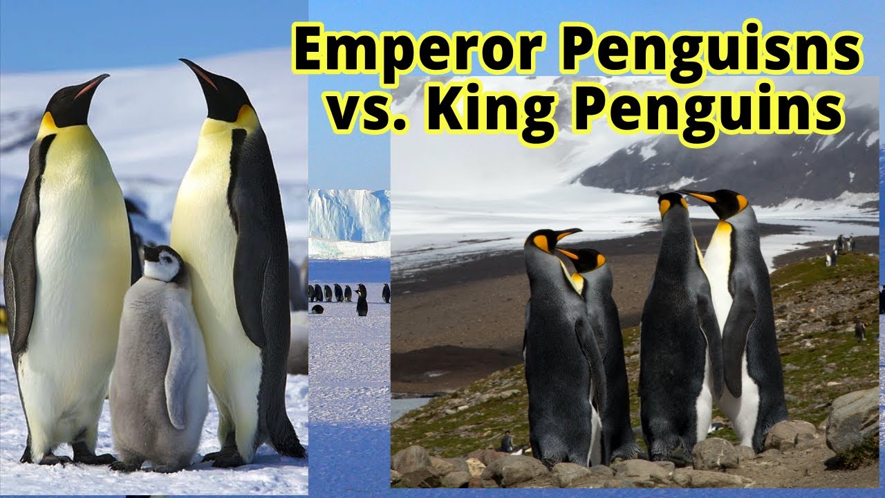 Emperor Penguins vs King Penguins: How to Distinguish Them???