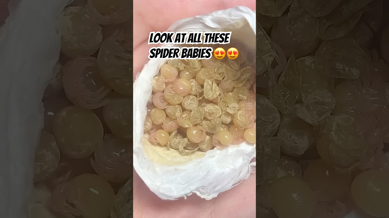 Глюк &laquo;Бесконечные пауки&raquo;, удаление яиц синего тарантула в Сингапуре (Omothymus violaceopes)