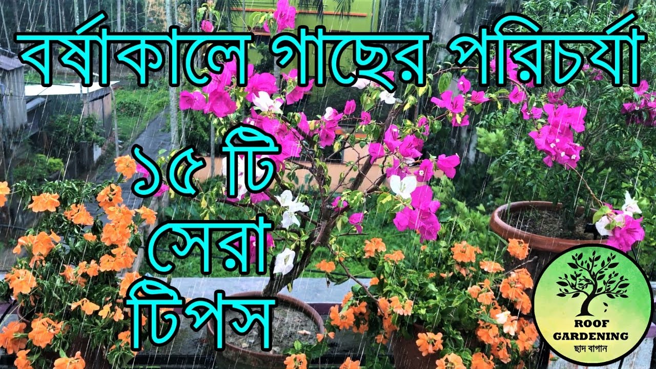 বর্ষাকালে গাছ ভালো রাখতে কি কি করবেন / Plant care tips for monsoon / Reupload