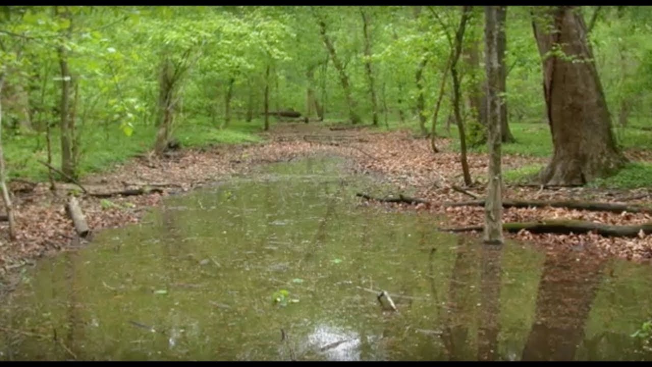 Occupancy modelling - more than species presence/absence!