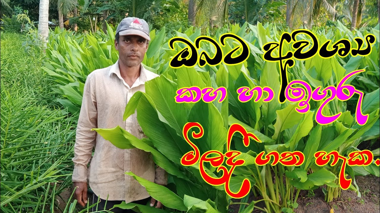 ඔබට අවශ්‍ය කහ ඉගුරු මිල දී ගත හැකිය