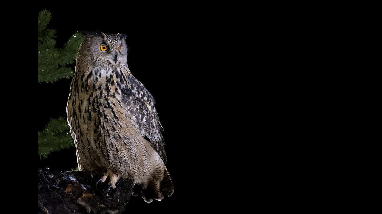 Nature photography Eagle Owl and Goshawk photography from hides