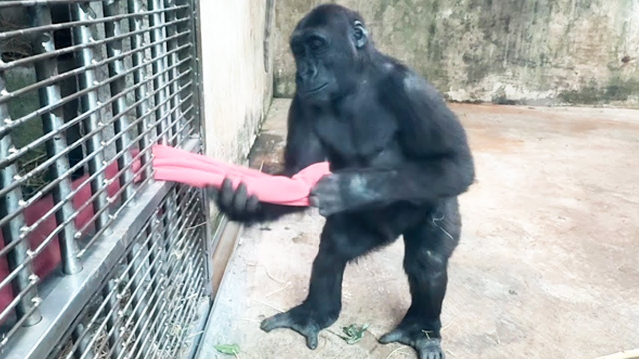 Ringo吃蛋吃得好開心Ringo is happily eating egg#金剛猩猩 #gorilla