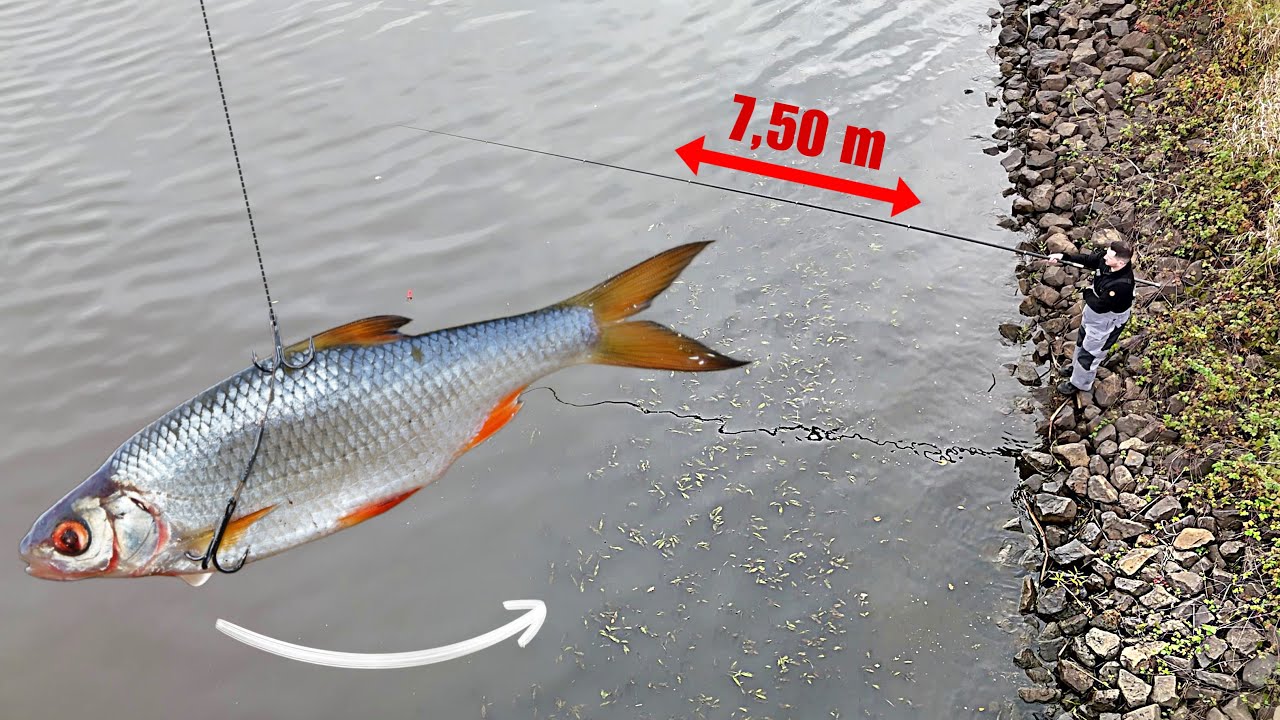 Angeln mit K&ouml;derfisch auf Hecht und Zander hinter dem Kraut. 