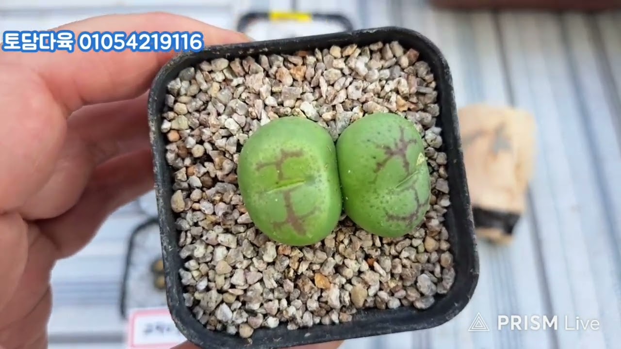 (판매완료)토담다육 01054219116 코노피튬 빌로붐 리갈 공방 화분 모듬 택포5만원 26년1월29일(2901)