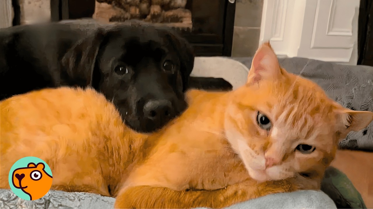 Cat Meets a Puppy And He Changes His Entire Life | Cuddle Buddies