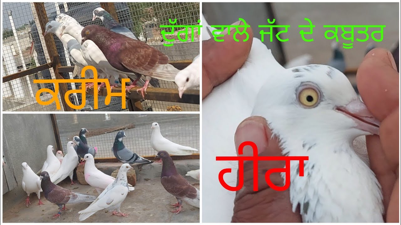 Dugga wale Dev de kabooter..9888306910..