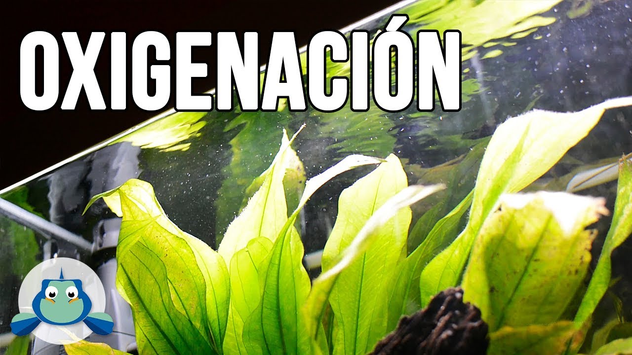 OXIGENACIÓN en ACUARIOS