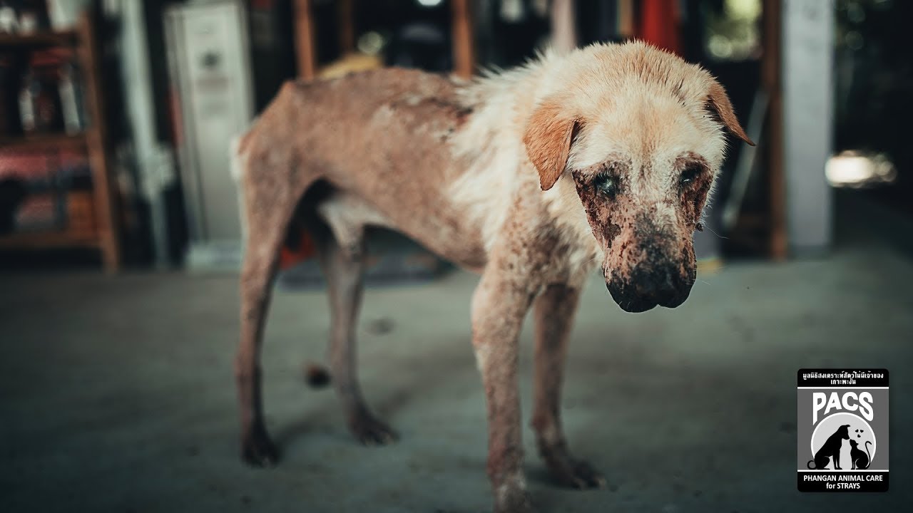 PACS KOH PHANGAN - Help street dogs