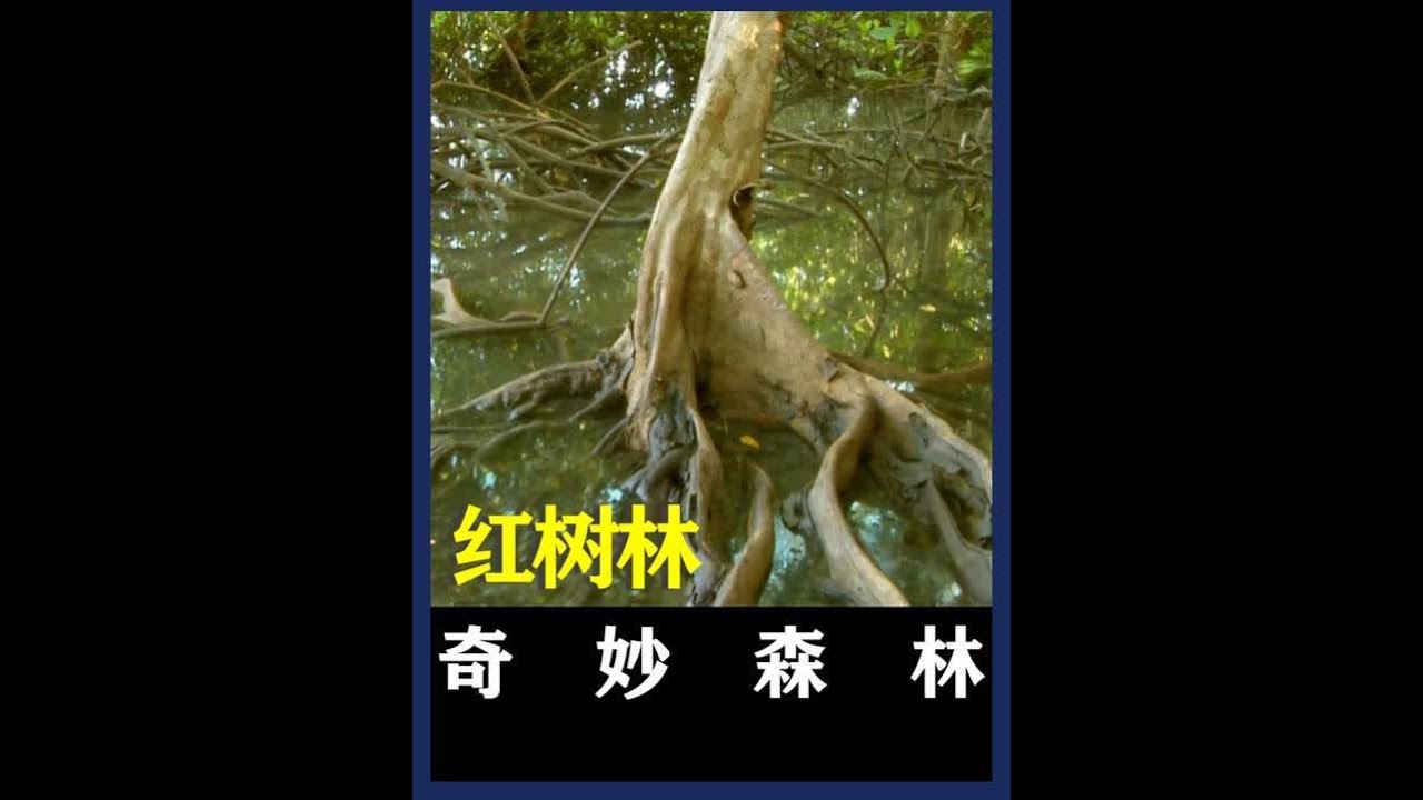 在盐水中生活的红树林，是海洋生态的无名英雄 #红树林 #生态 #野生动物零距离 #大自然 #植物