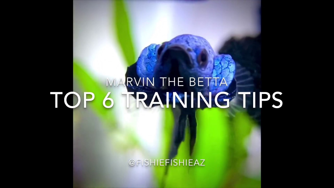Marvin&rsquo;s Top 6 Betta Training Tips