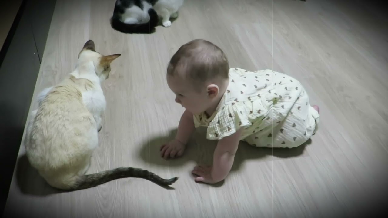 Пупырышка и котики