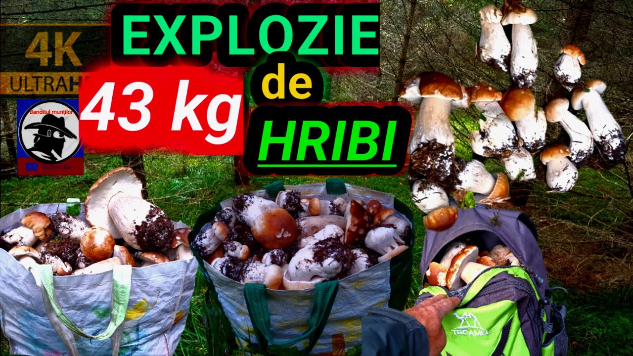 Explozie 💣💣💣de HRIBI 🍄🍄🍄!43 kg! boletus EDULIS! 