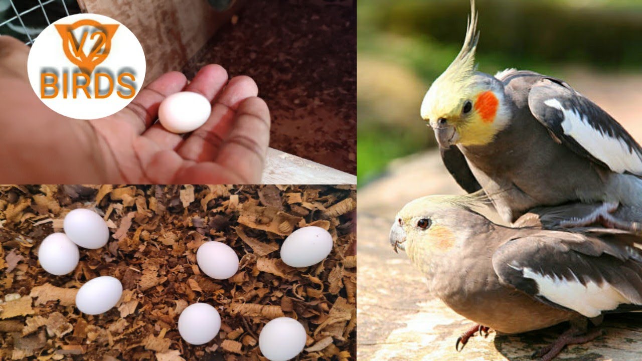 How to breed cockatiel in one month |cockatiel breeding tips in Tamil |V2BIRDS|#cockatiel #birds