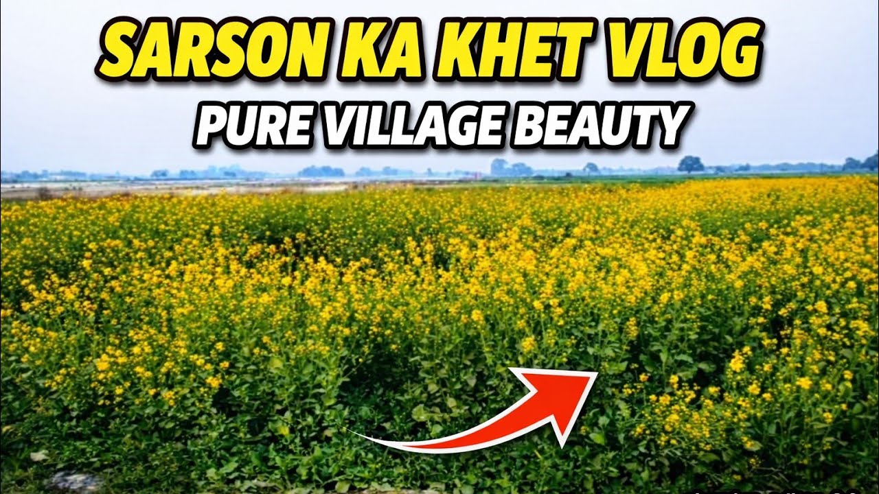 #sarson ka khet me video 