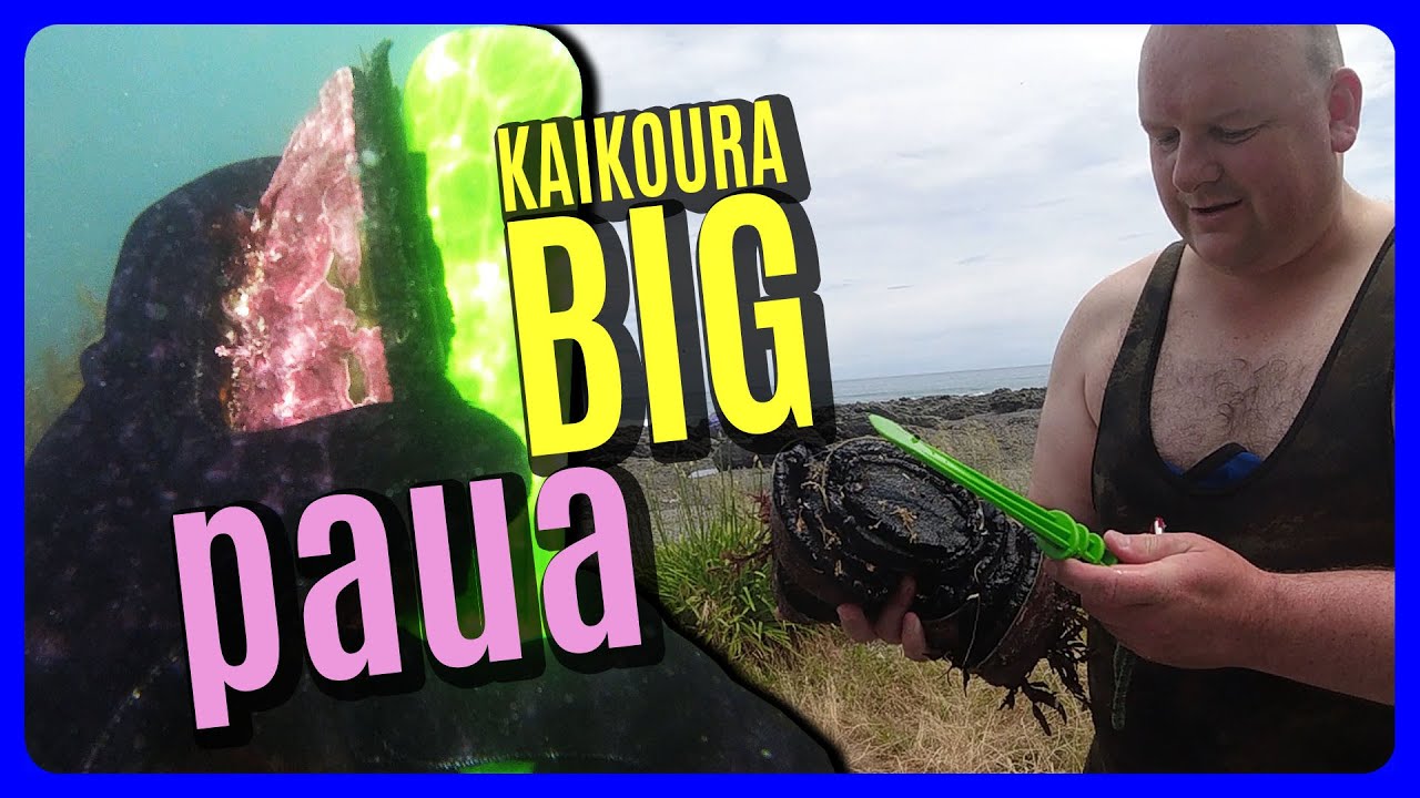 BIG BIG paua from Kaikoura 🦪 PAUA FISHERY REOPENING!