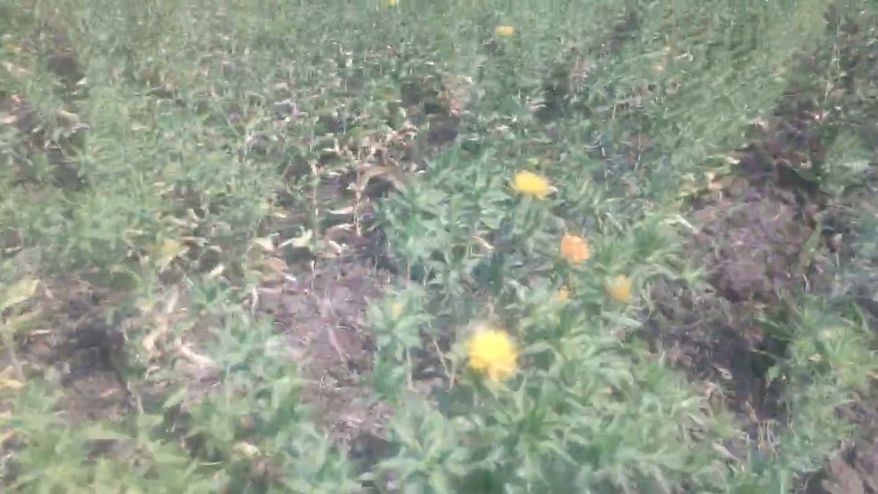 Safflower 24acer 16Feb 2026 sowing 20nov 2025
