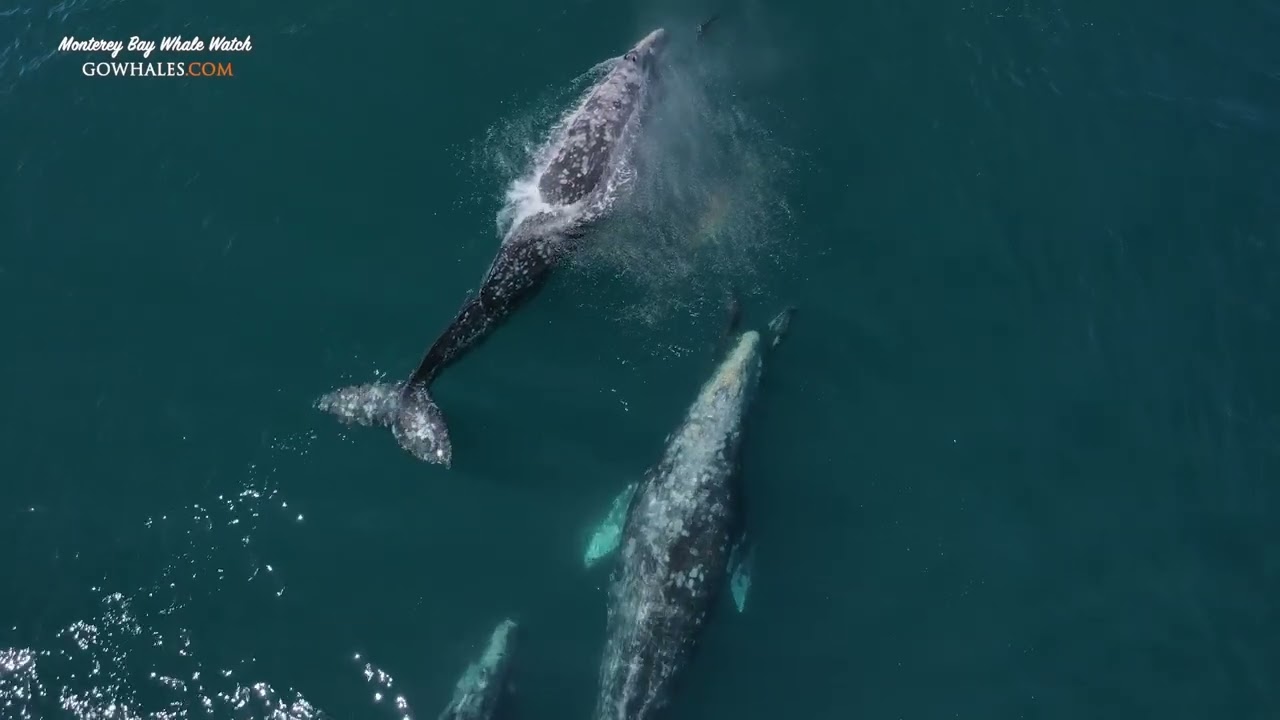 The Amazing Diversity Of Monterey Bay