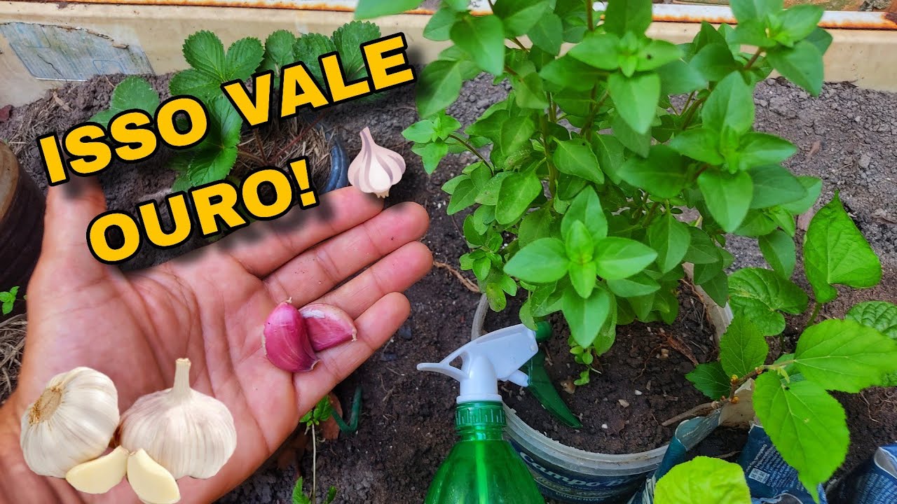 INCRÍVEL! O PODER do ALHO borrifado nas plantas 🌱