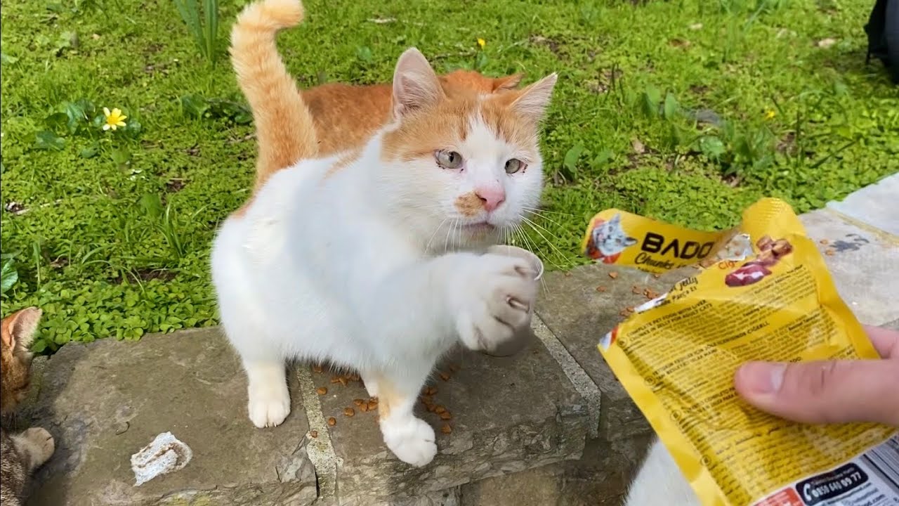The cats went crazy when they saw the wet food.