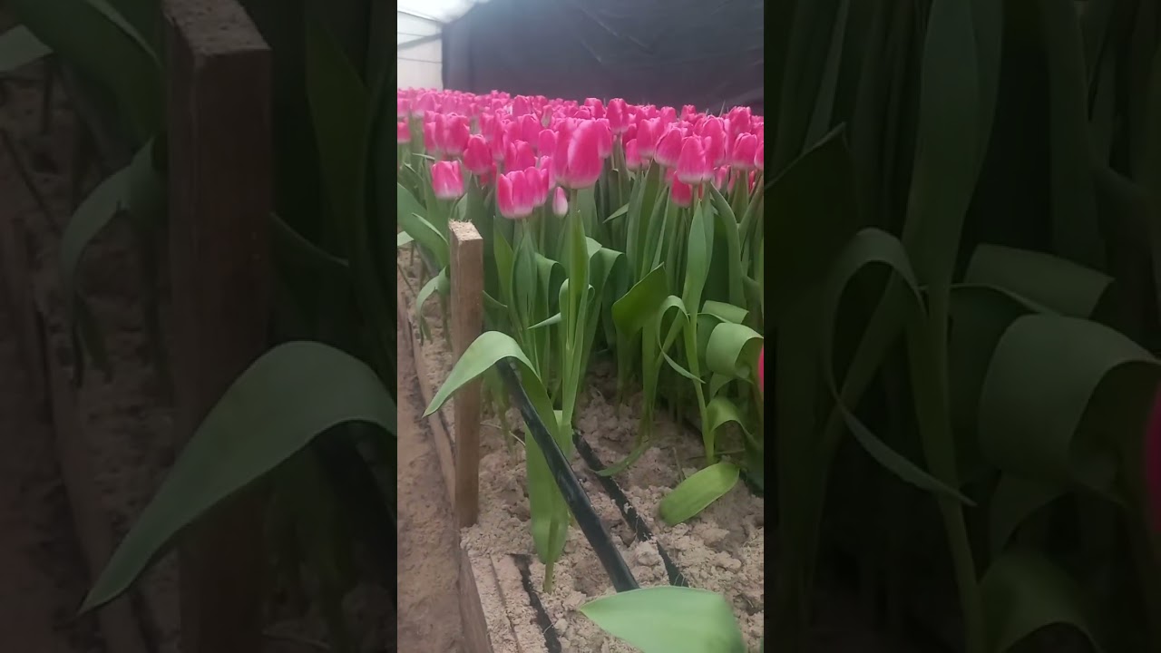 обзор тюльпанов в теплице 11.02.24
