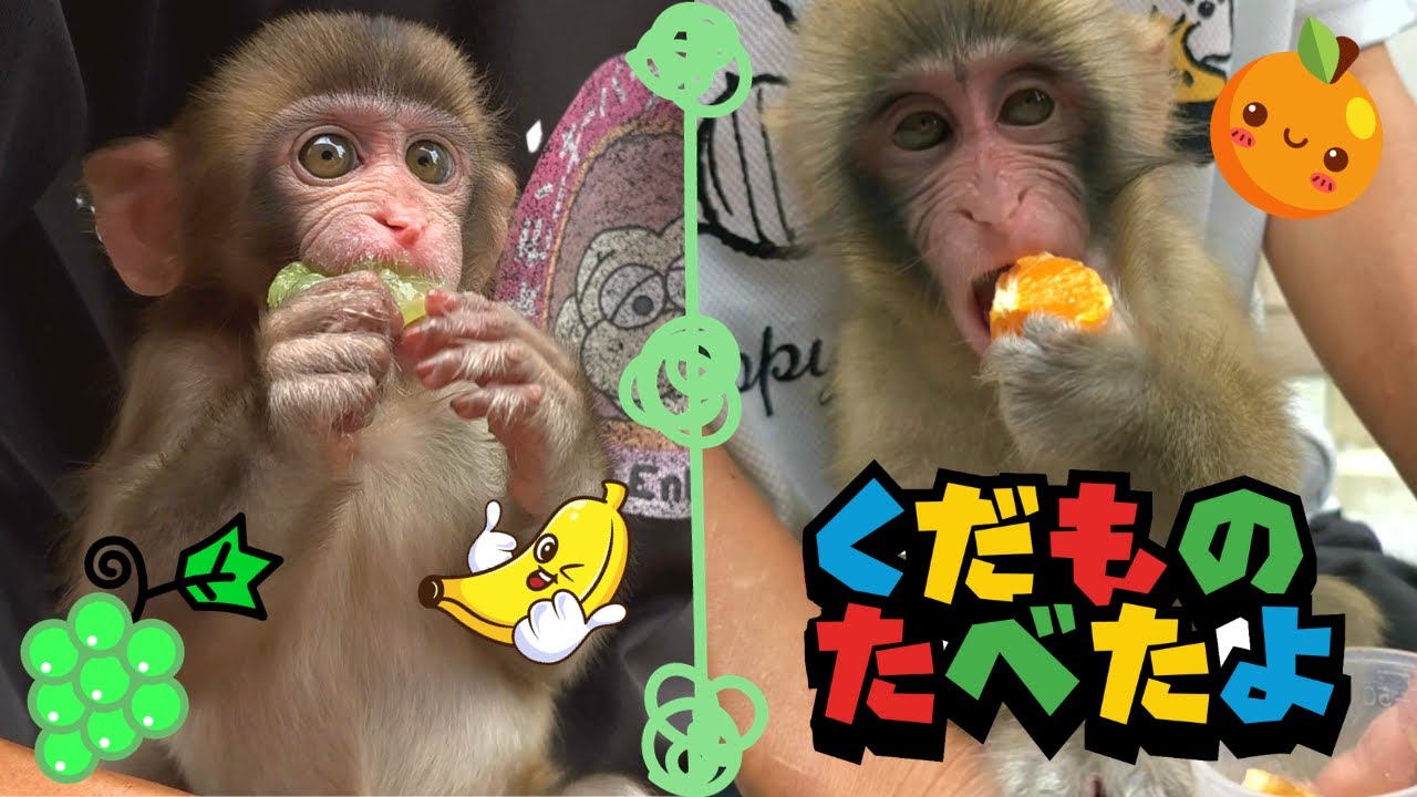 だいくんとあらしくんが果物を食べたよ💕癒されるわ〜・・・