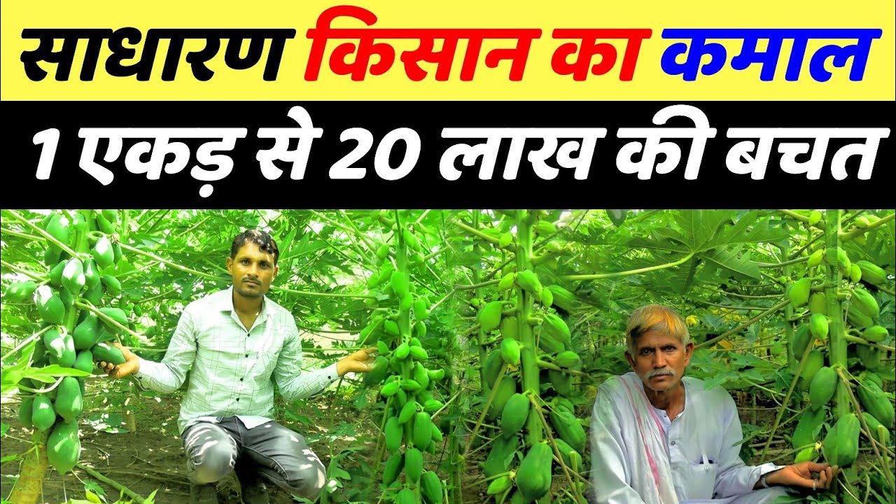 papita ki kheti kaise karen | पपीता की खेती | papita ki kheti mein kitna fayda hai