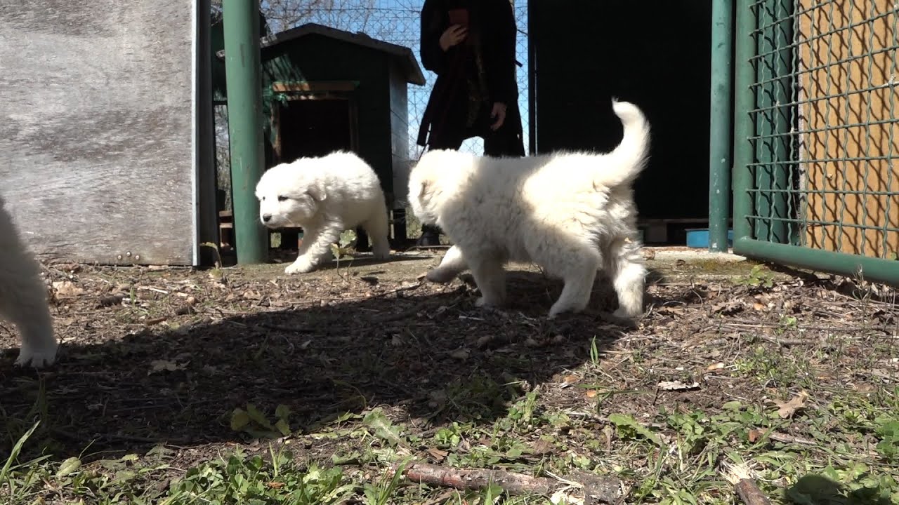Cuccioli di maremmano abbandonati in un sacco. Salvati, adesso cercano una famiglia