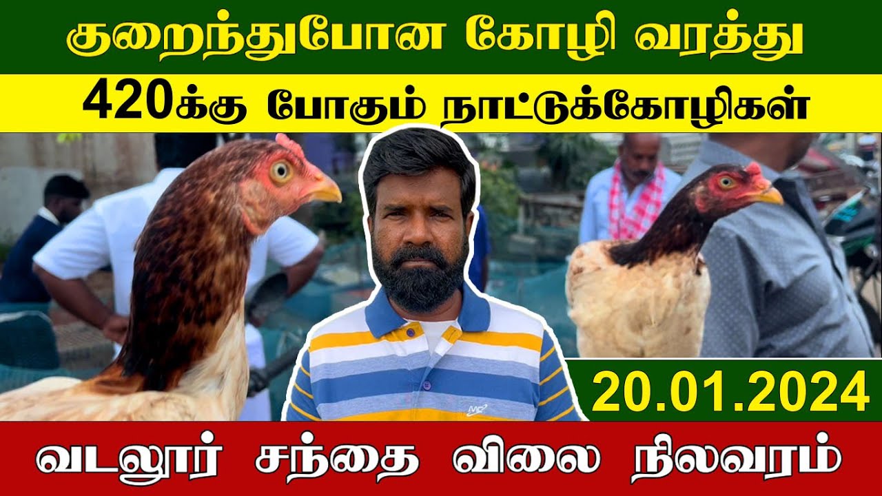 20.01.2024 | 420க்கு போகும் நாட்டுக்கோழிகள் | வடலூர் சந்தை விலை நிலவரம் | TAMIL | KEERTHI VLOG