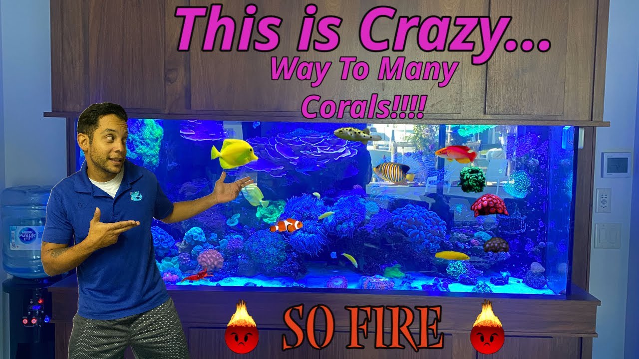 So many Corals In This saltwater reef tank!!