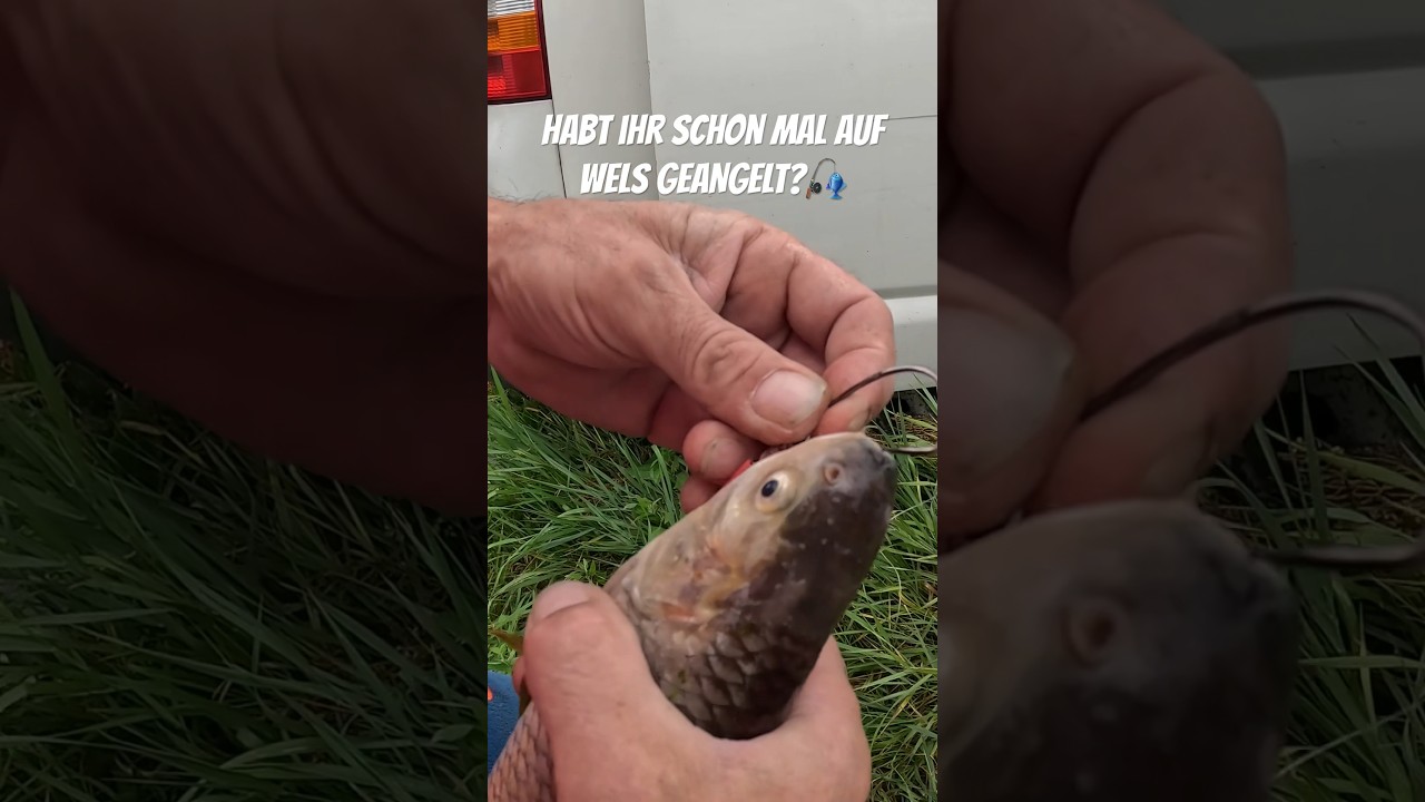 Schon mal einen Gr&ouml;&szlig;en Wels gefangen?🎣 #angeln #wels #tips #viralvideo